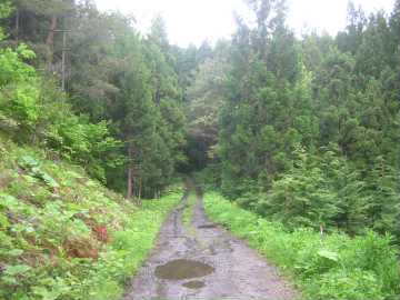 安居台林道