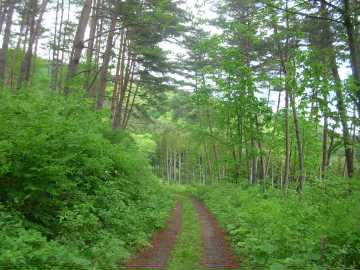 安居台林道