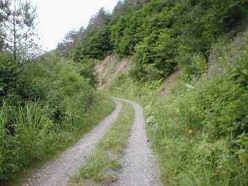 荒沢口林道