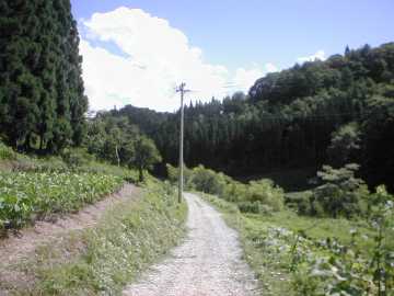 小柳支線林道
