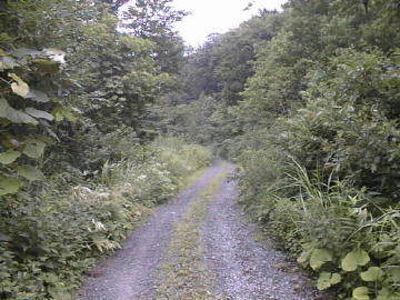 田代林道