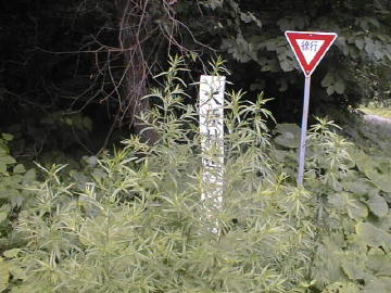大原林道