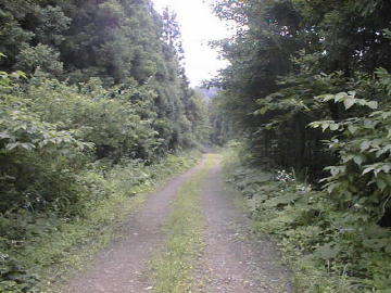大原林道
