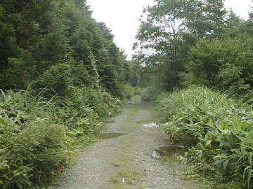 大原林道