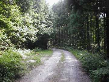 澄川林道