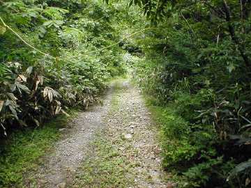 原山林道