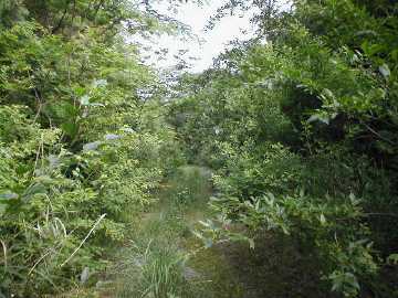 原山林道