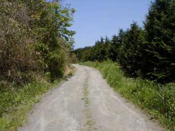 貫山林道