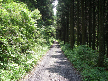 旗宿金山林道