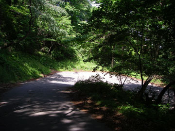 椚合折松林道