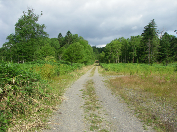佐幌循環林道