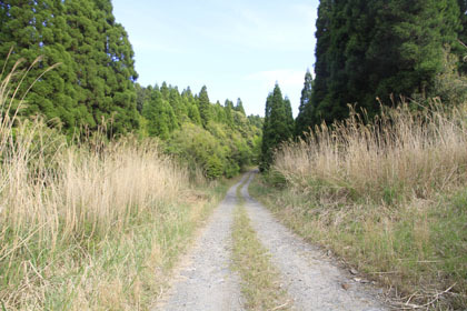 大塚林道29支線