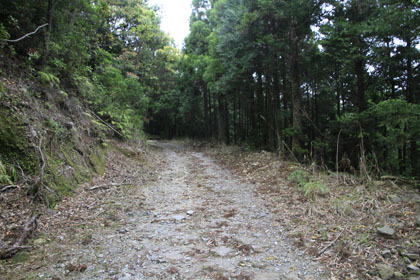中橇林道