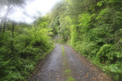 白山林道（大箆柄岳）