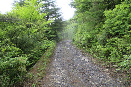 白山林道（大箆柄岳）