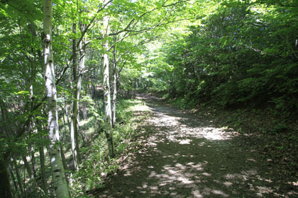 王城枝垂栗林道