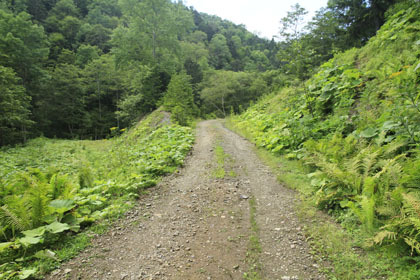 右股林道