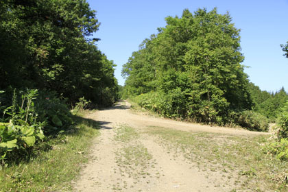 斜里岳林道