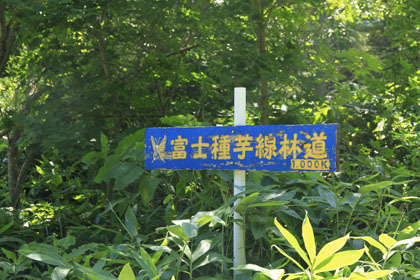 富士種芋線林道