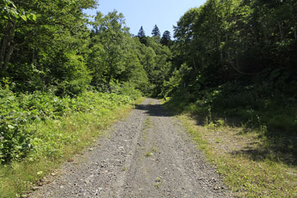 知恵柵林道