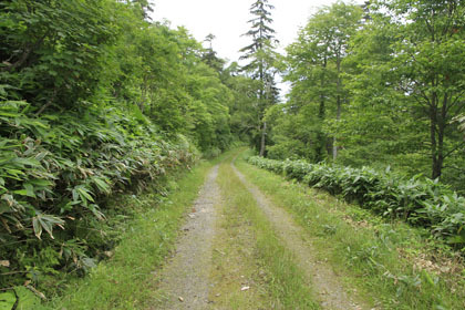 山園林道