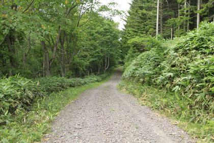 山園林道