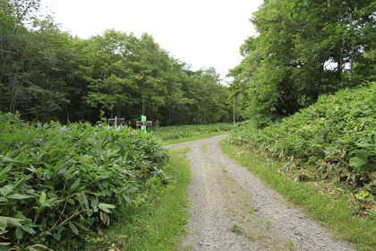 山園林道