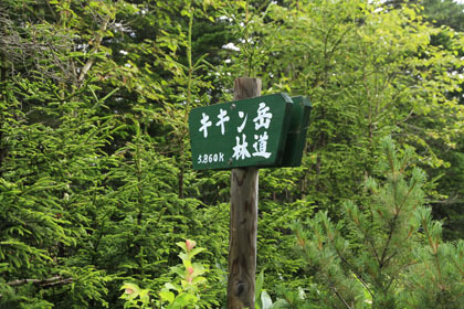 キキン林道