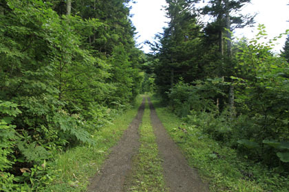 平安林道