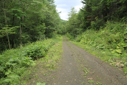 幌内7の沢林道