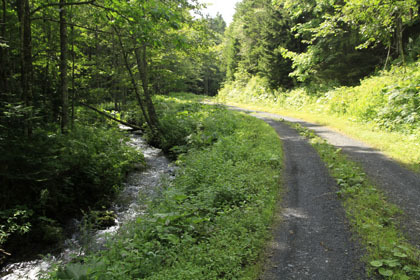小屋の沢林道