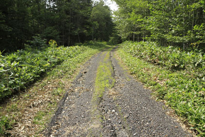 小屋の沢林道