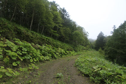 小利別林道